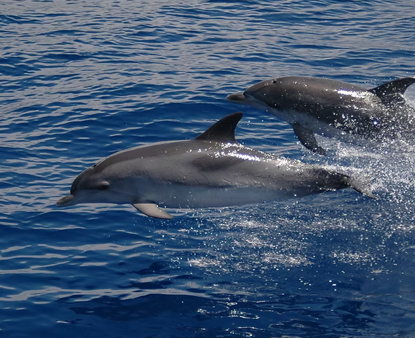 Dolphin and Whale Watching in Madeira